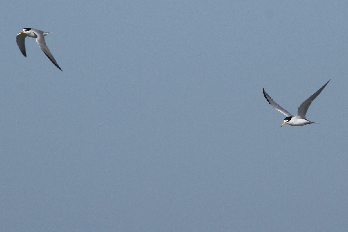 Least Tern - ML164890621