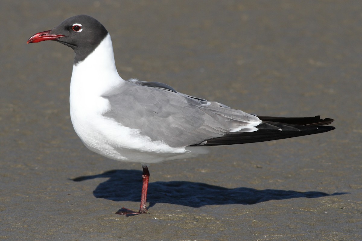 Laughing Gull - ML164890651