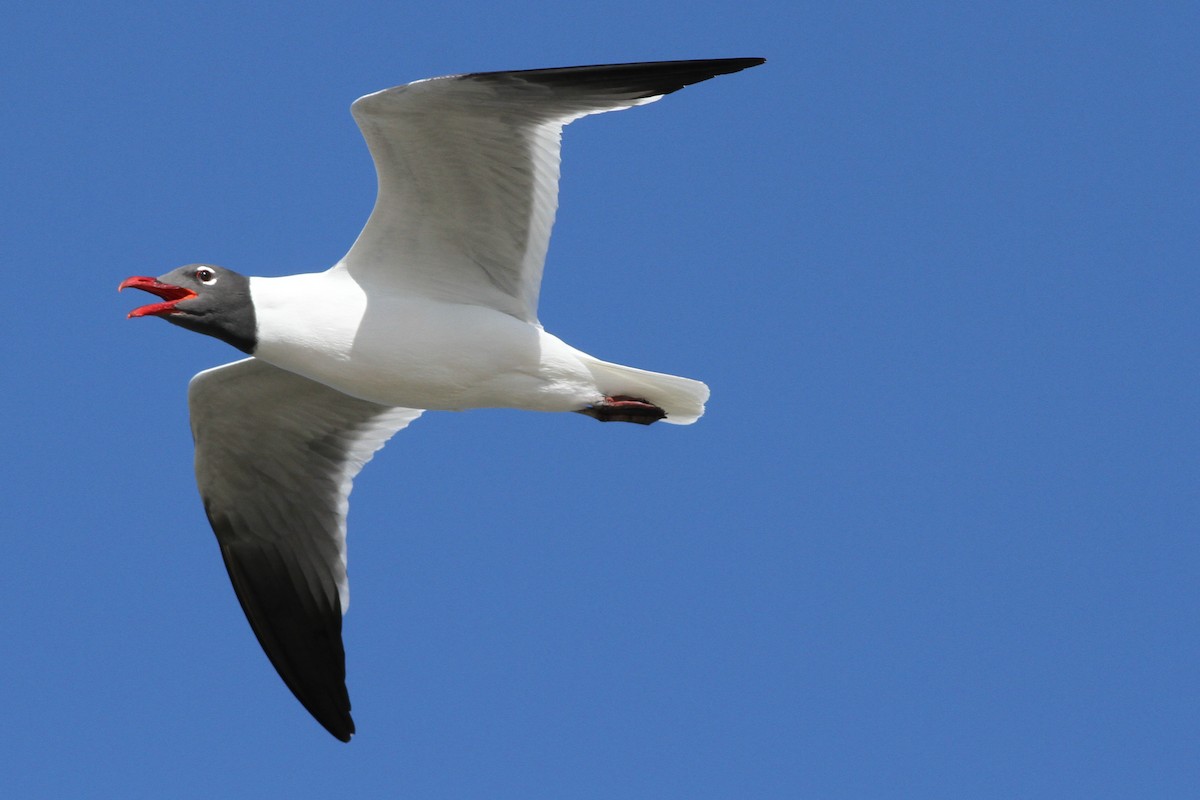 Laughing Gull - ML164890671