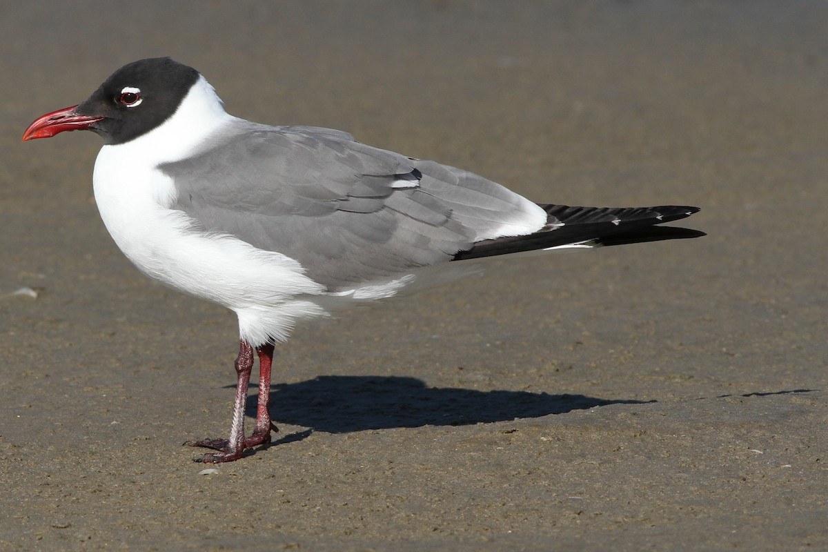 Laughing Gull - Brandon Caswell