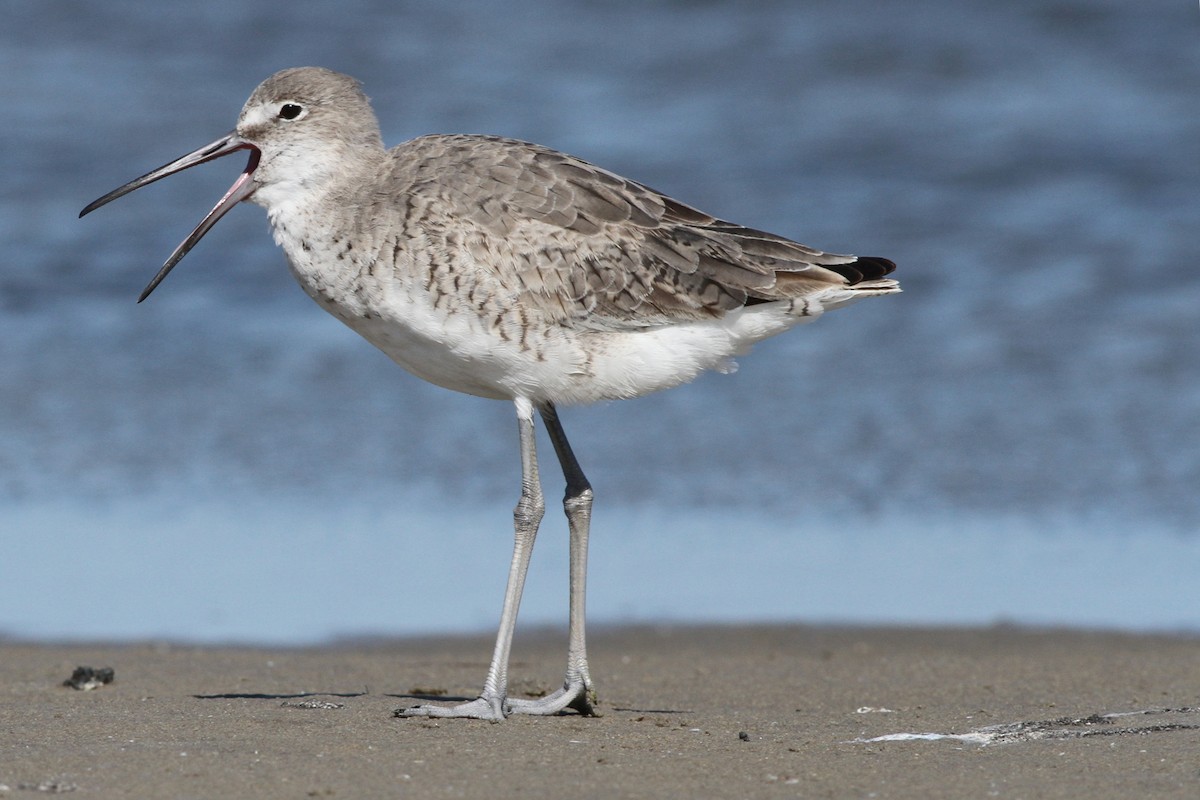 Willet - ML164890761