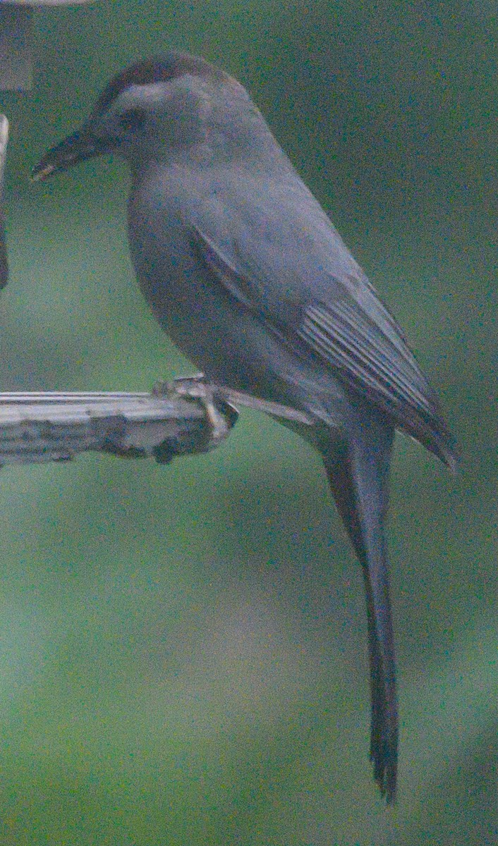 Gray Catbird - Norman Soskel