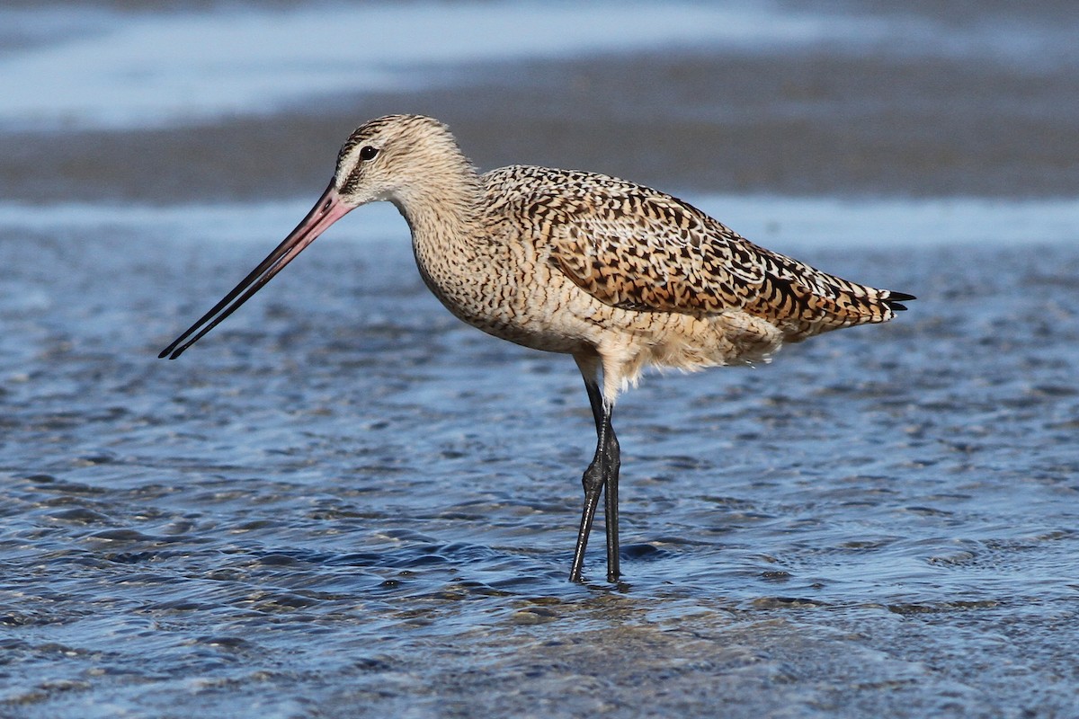 Marbled Godwit - ML164890841