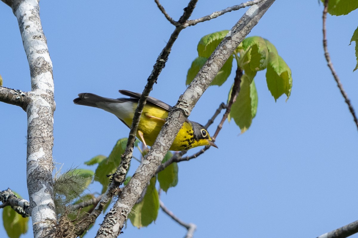 Canada Warbler - Jason Dain