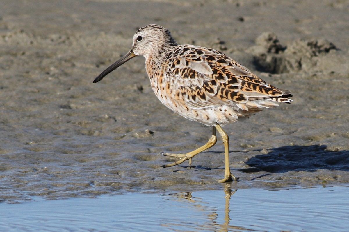 Short-billed Dowitcher (hendersoni) - ML164892031