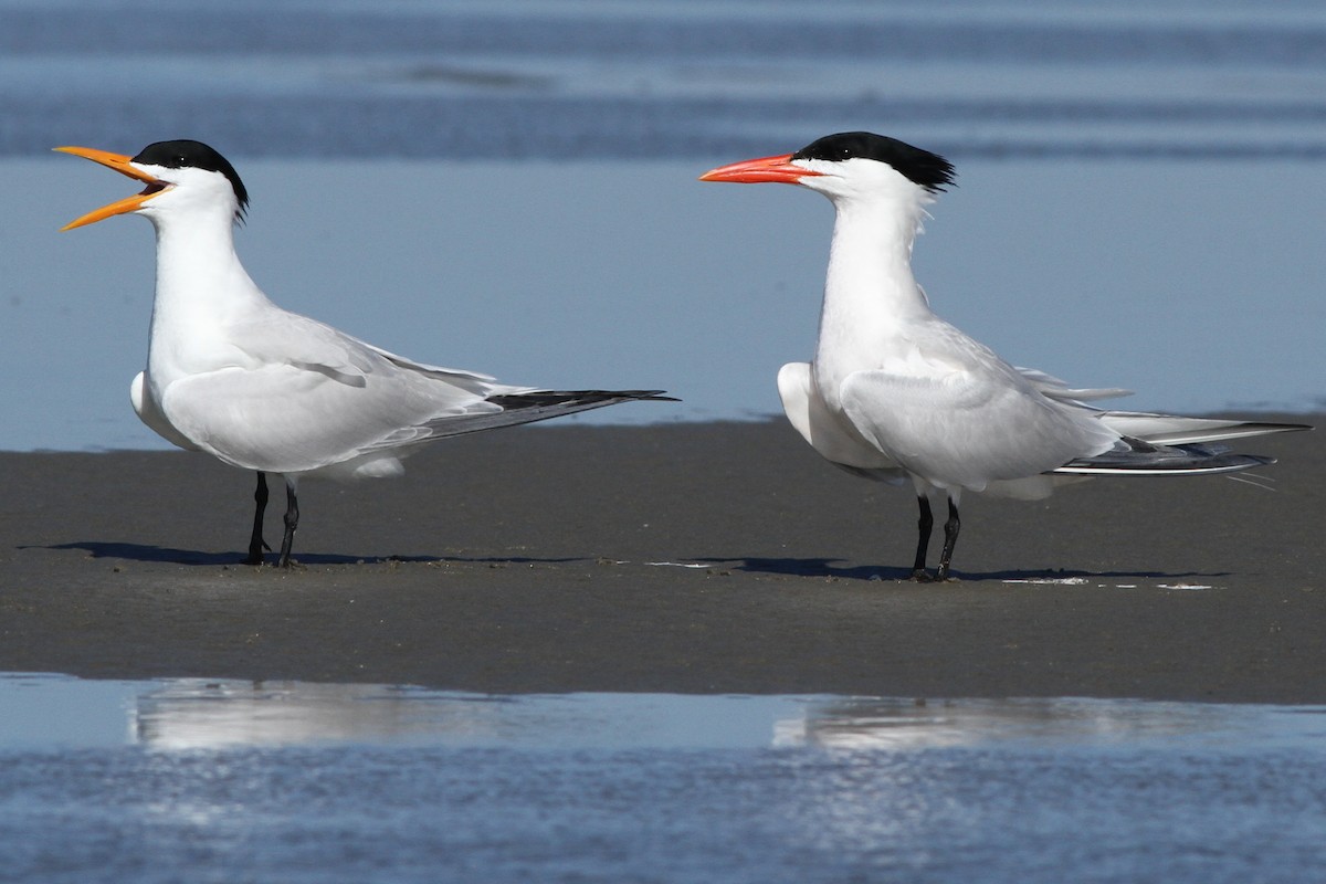 Royal Tern - Brandon Caswell