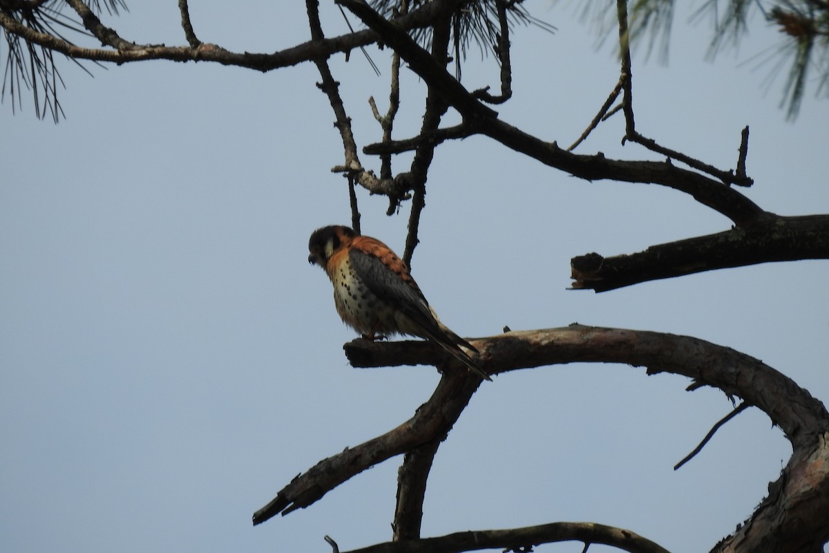 American Kestrel - Dan Belter