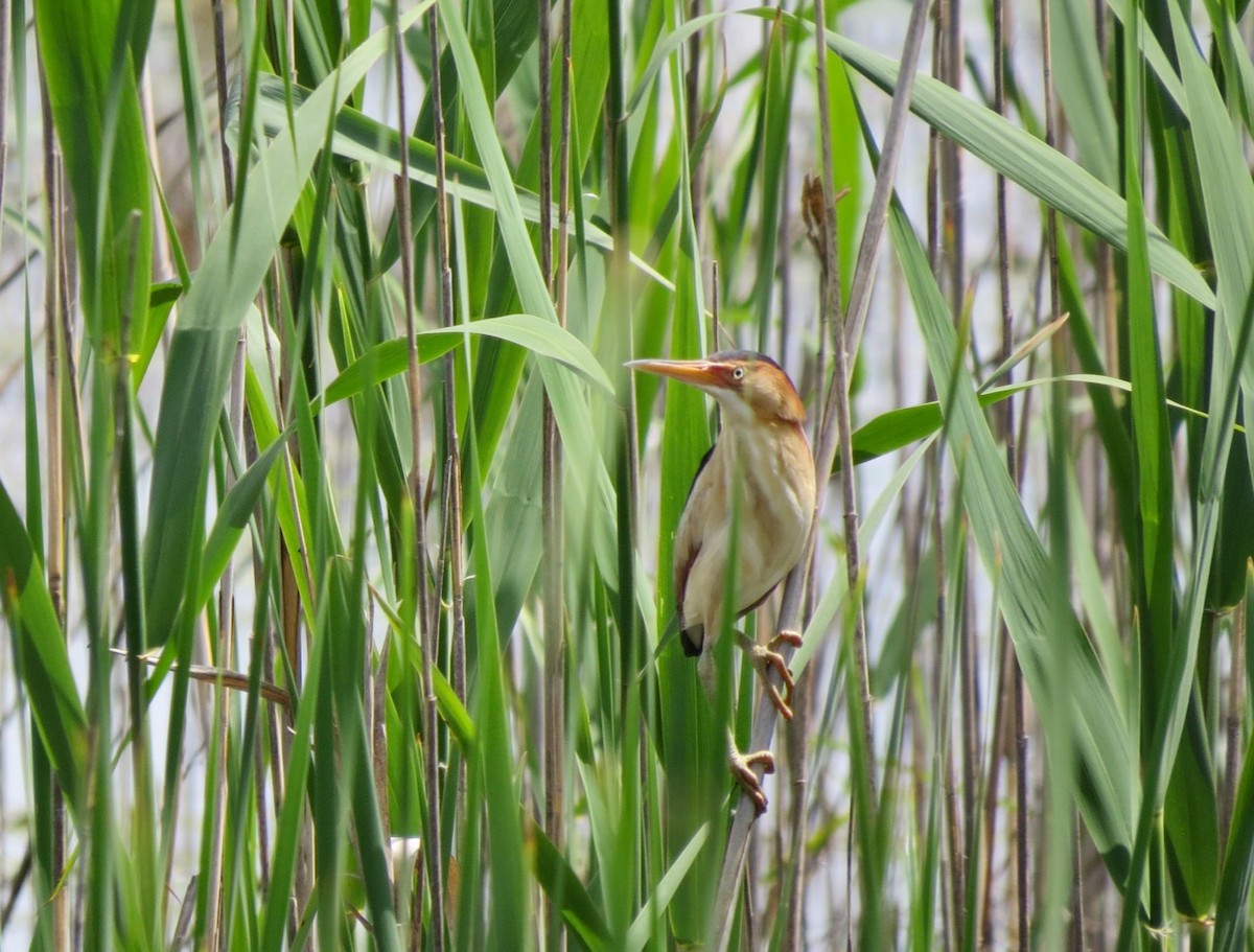 Least Bittern - ML164896101