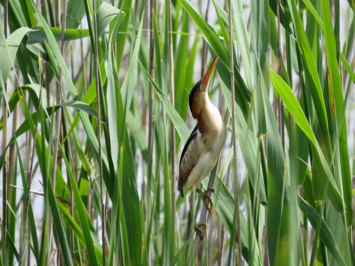 Least Bittern - ML164896111