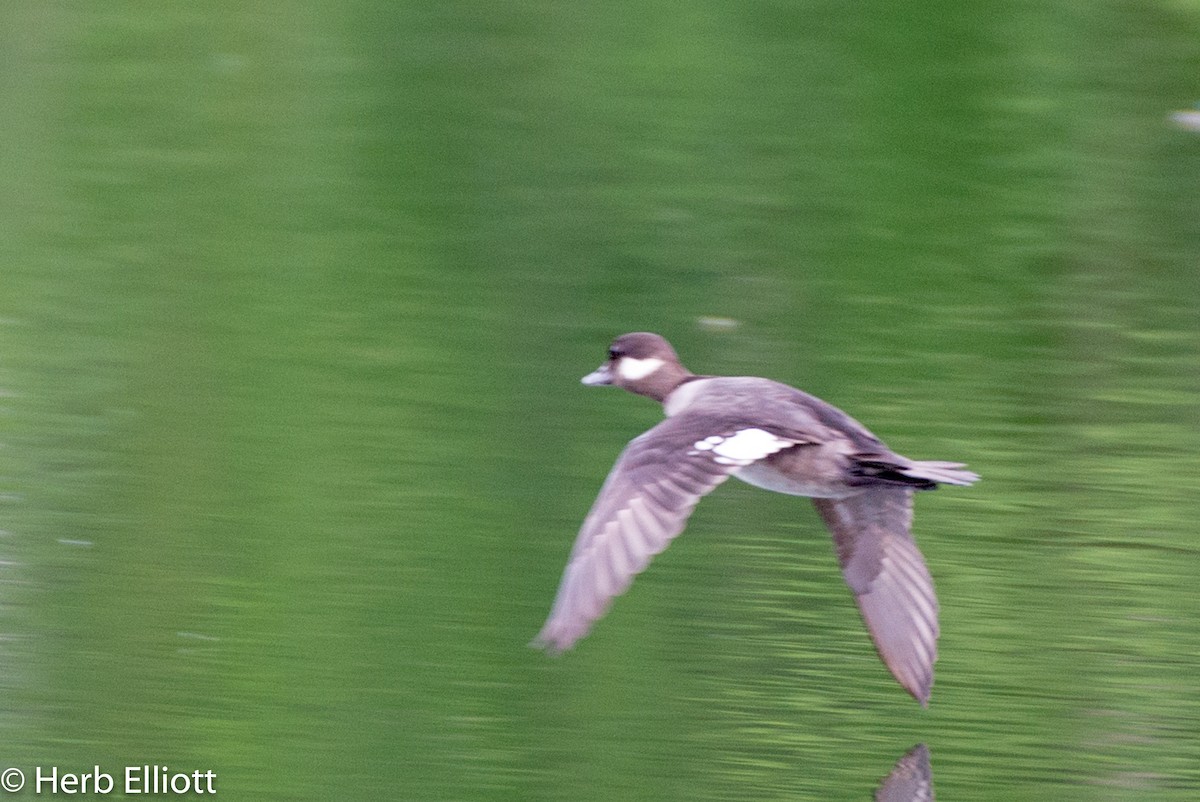 Bufflehead - ML164898921