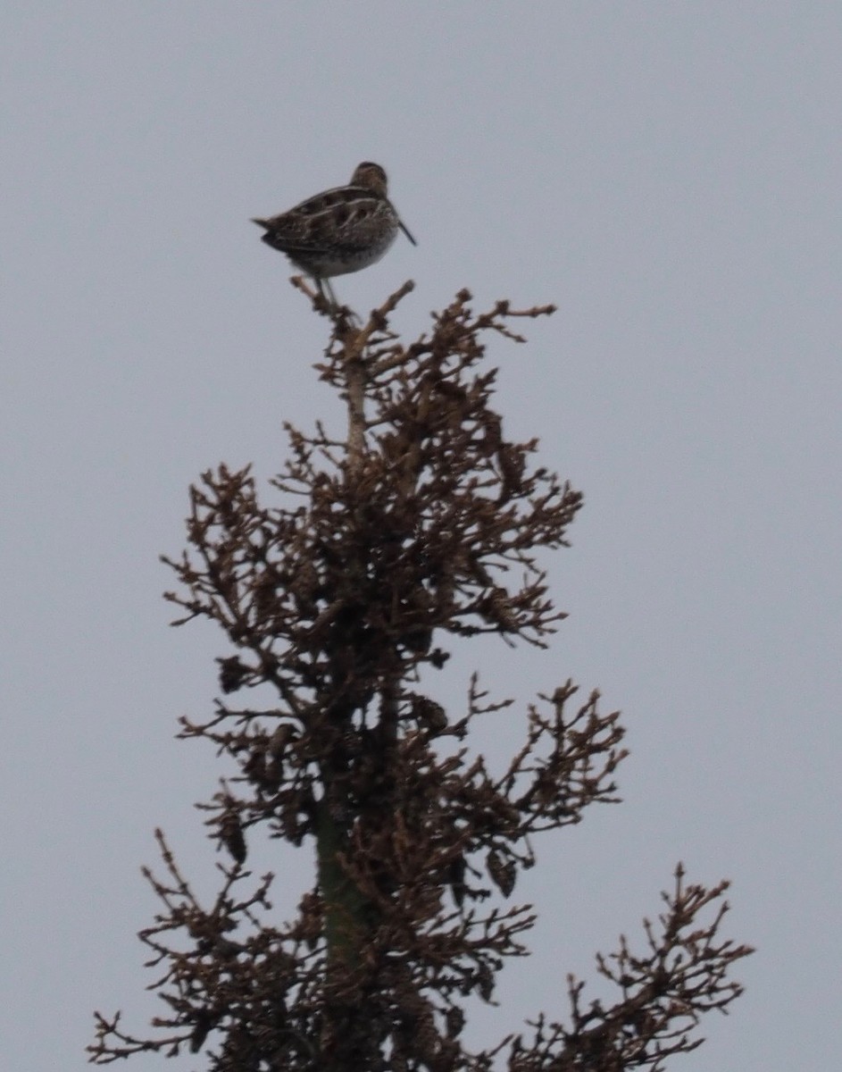 Wilson's Snipe - ML164899241