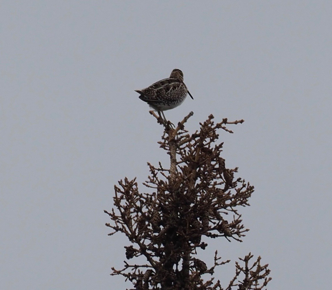 Wilson's Snipe - ML164899251