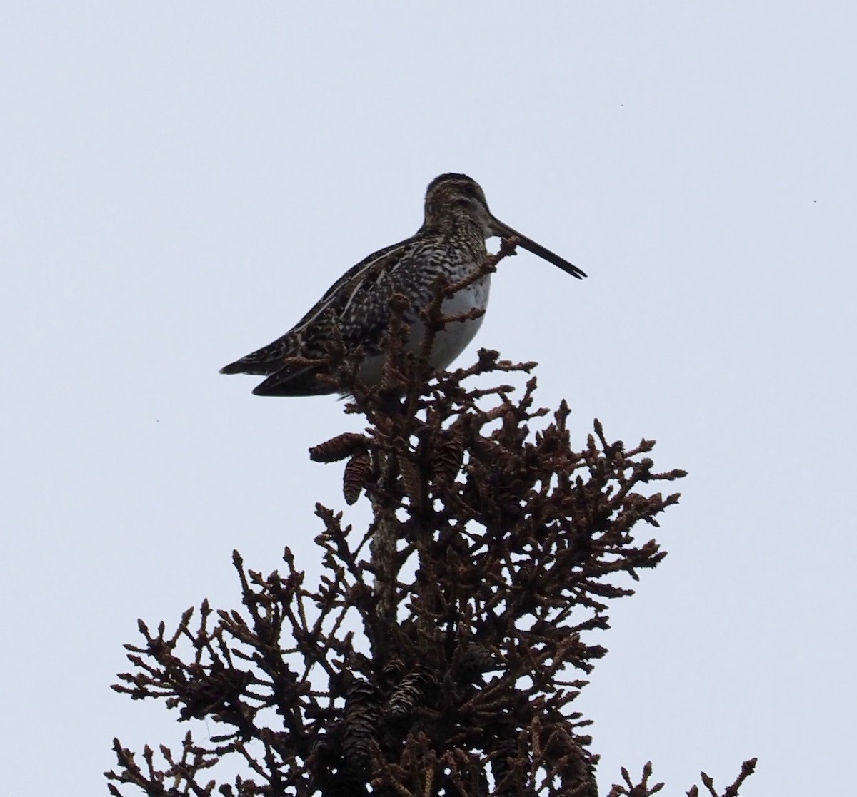 Wilson's Snipe - ML164899291