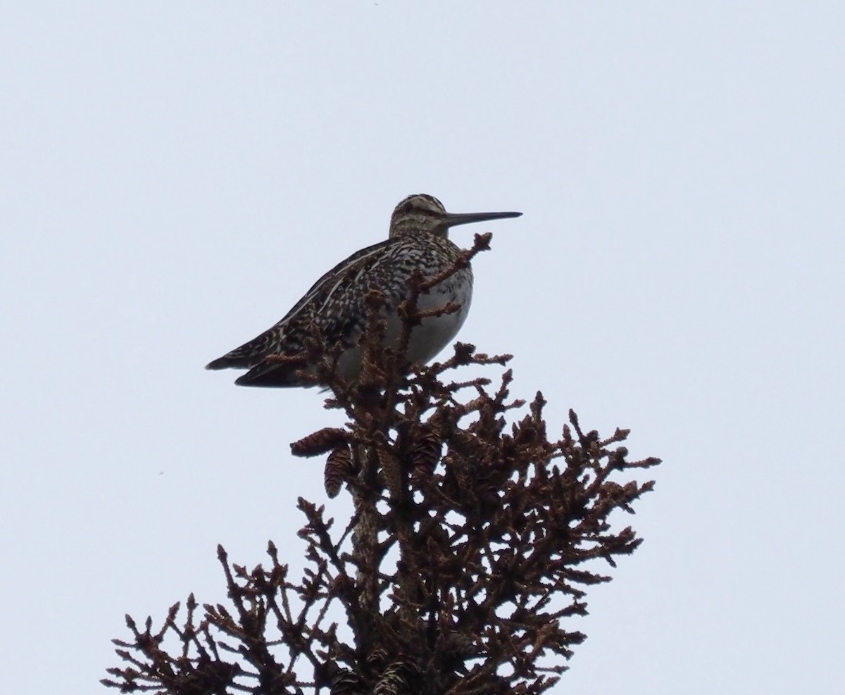 Wilson's Snipe - ML164899301