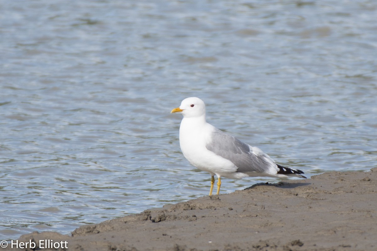 Short-billed Gull - ML164900851