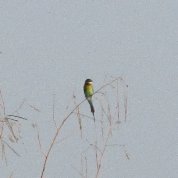 Blue-tailed Bee-eater - ML164903061