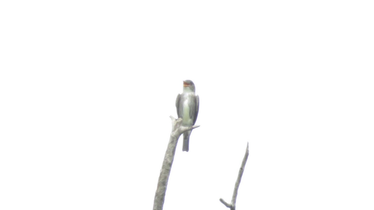 Olive-sided Flycatcher - ML164903601