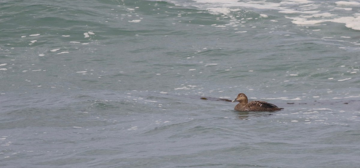 Common Eider - ML164904601