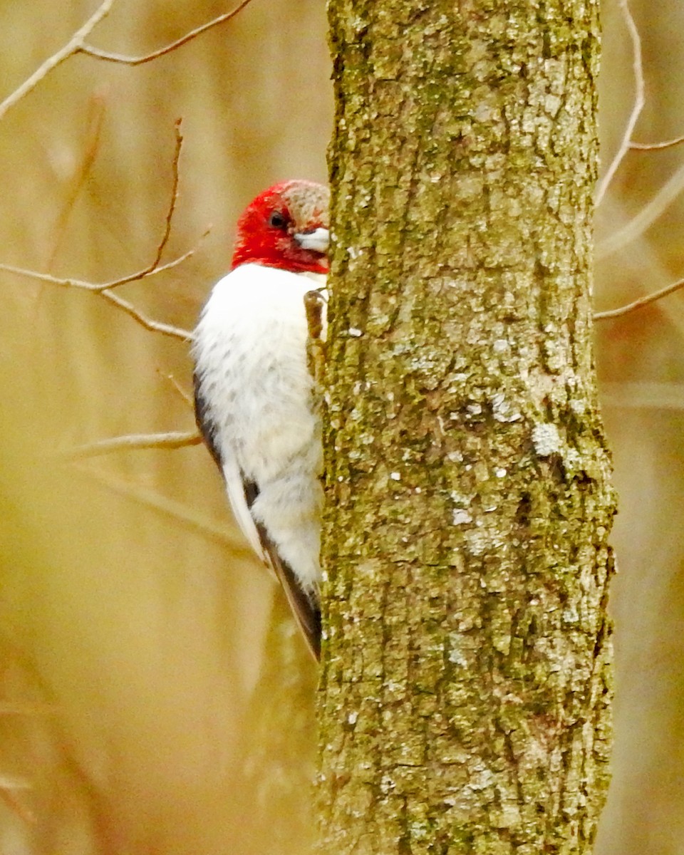 Red-headed Woodpecker - ML164904651