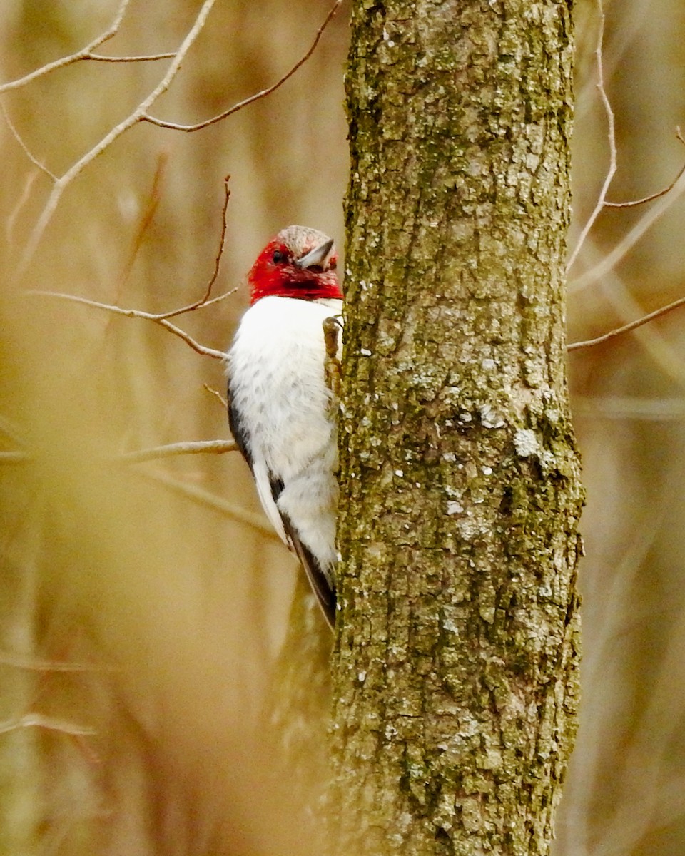 Red-headed Woodpecker - ML164904661