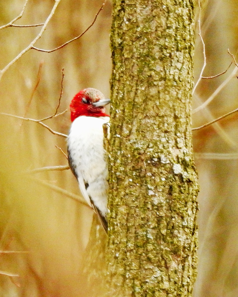 Red-headed Woodpecker - ML164904681