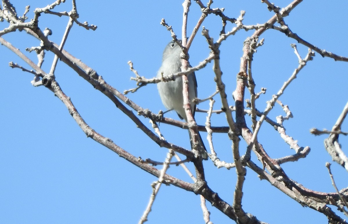 Gobemoucheron gris-bleu - ML164906301