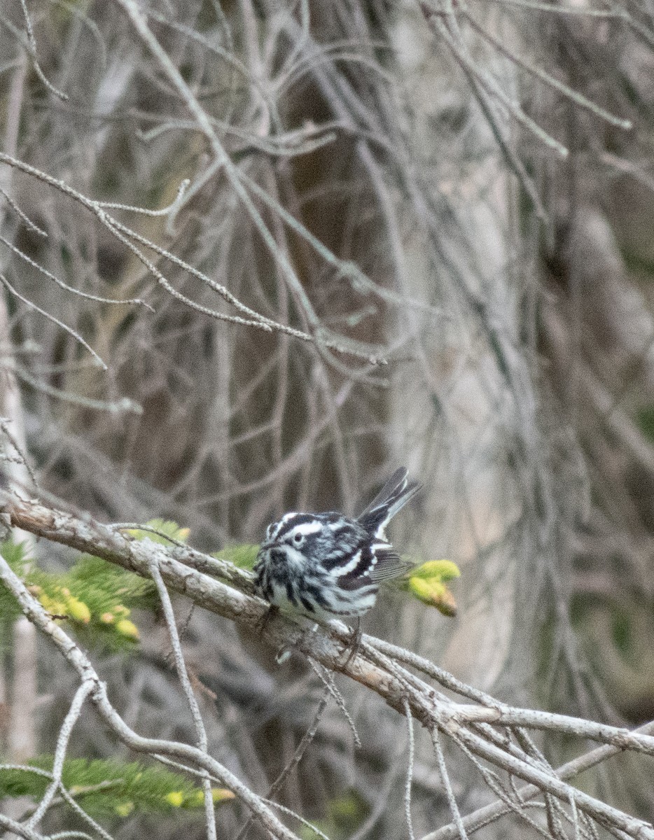 Black-and-white Warbler - ML164908811