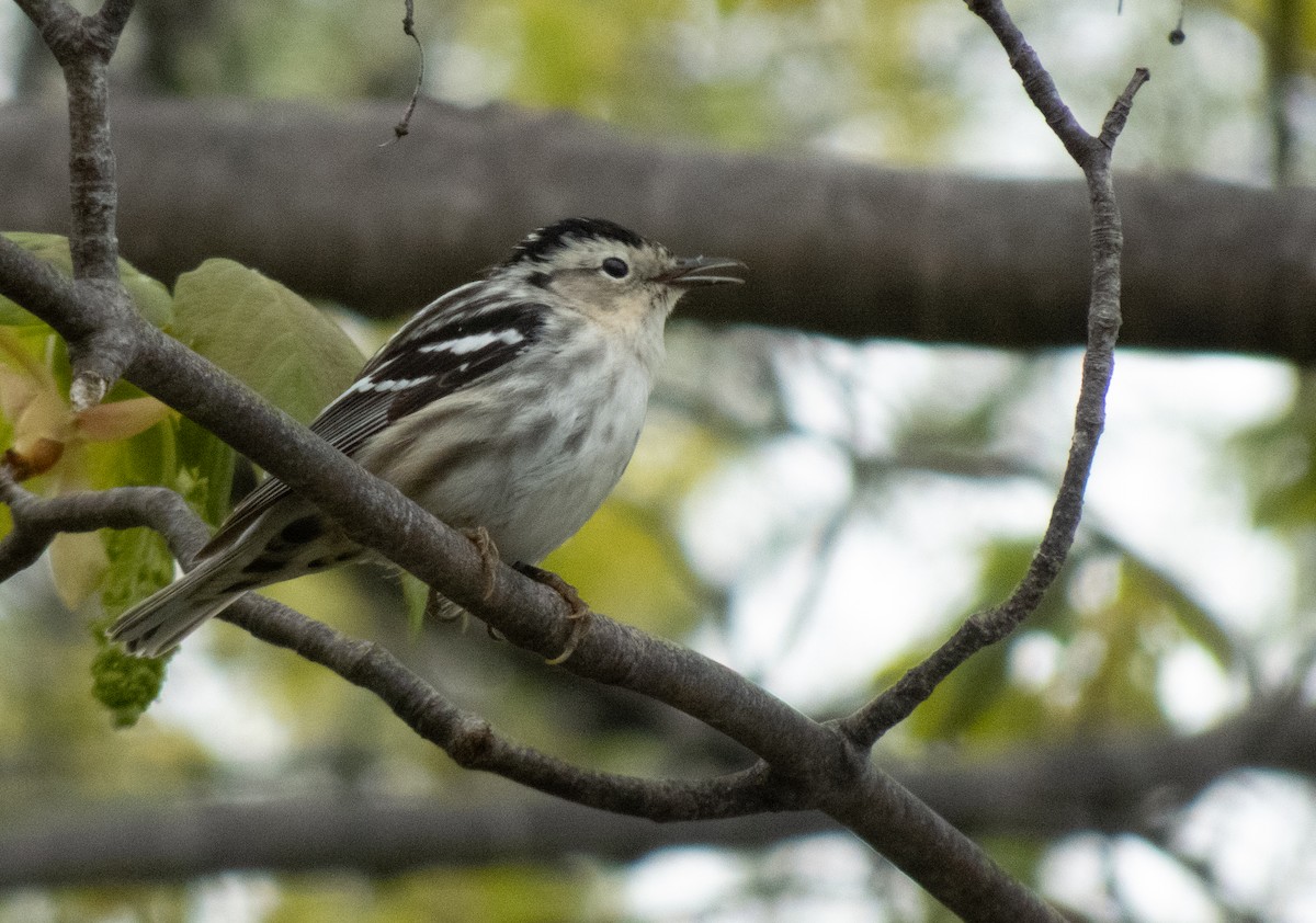 Black-and-white Warbler - ML164908831