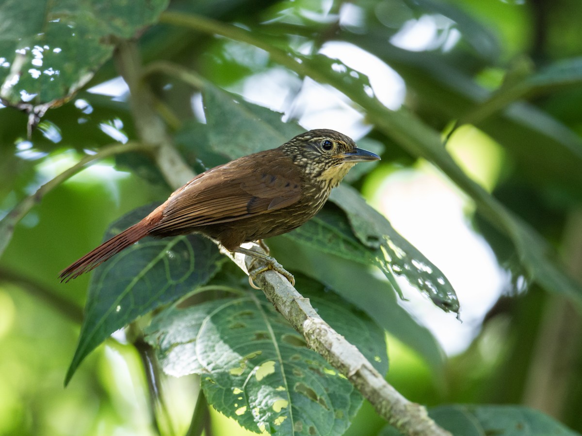Lineated Foliage-gleaner - Nick Athanas
