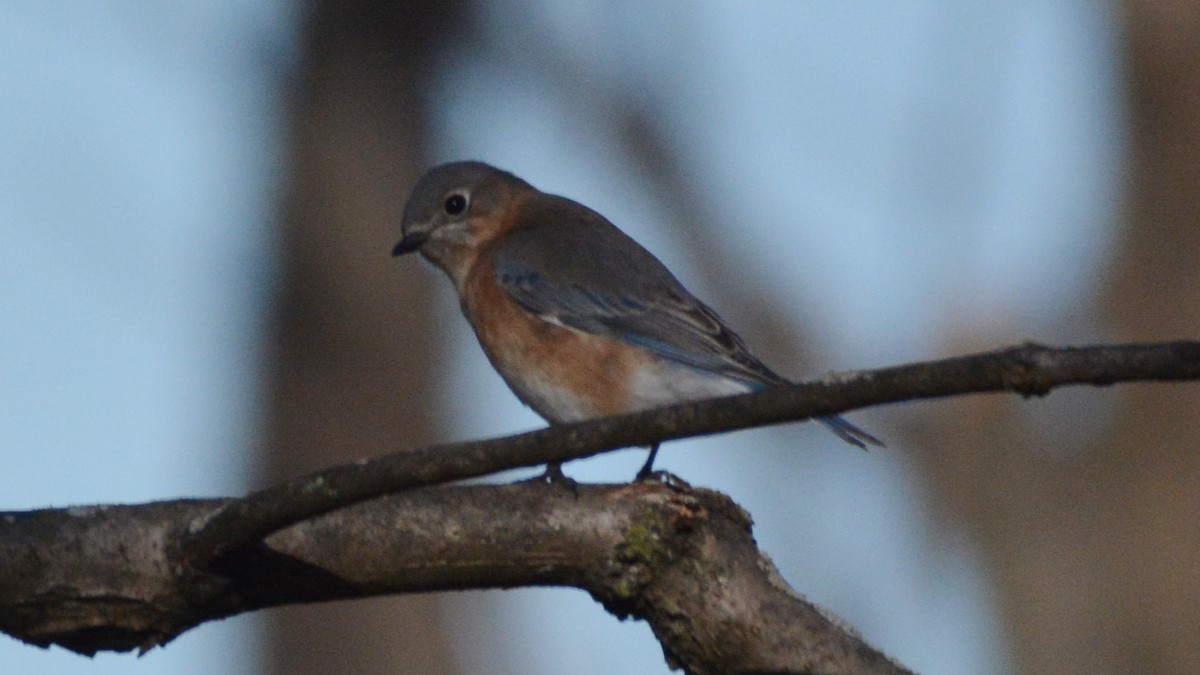 Eastern Bluebird - ML164910971