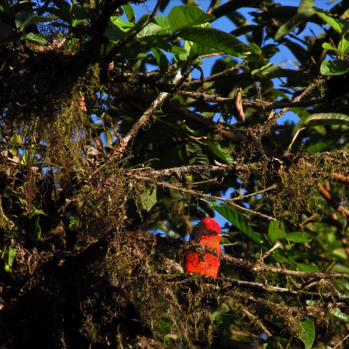 Brujo Flycatcher (Galapagos) - ML164912001