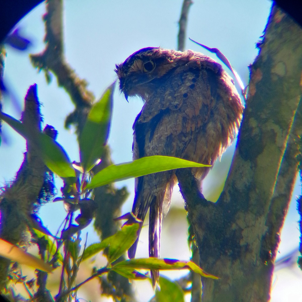 Common Potoo - Andres Castro