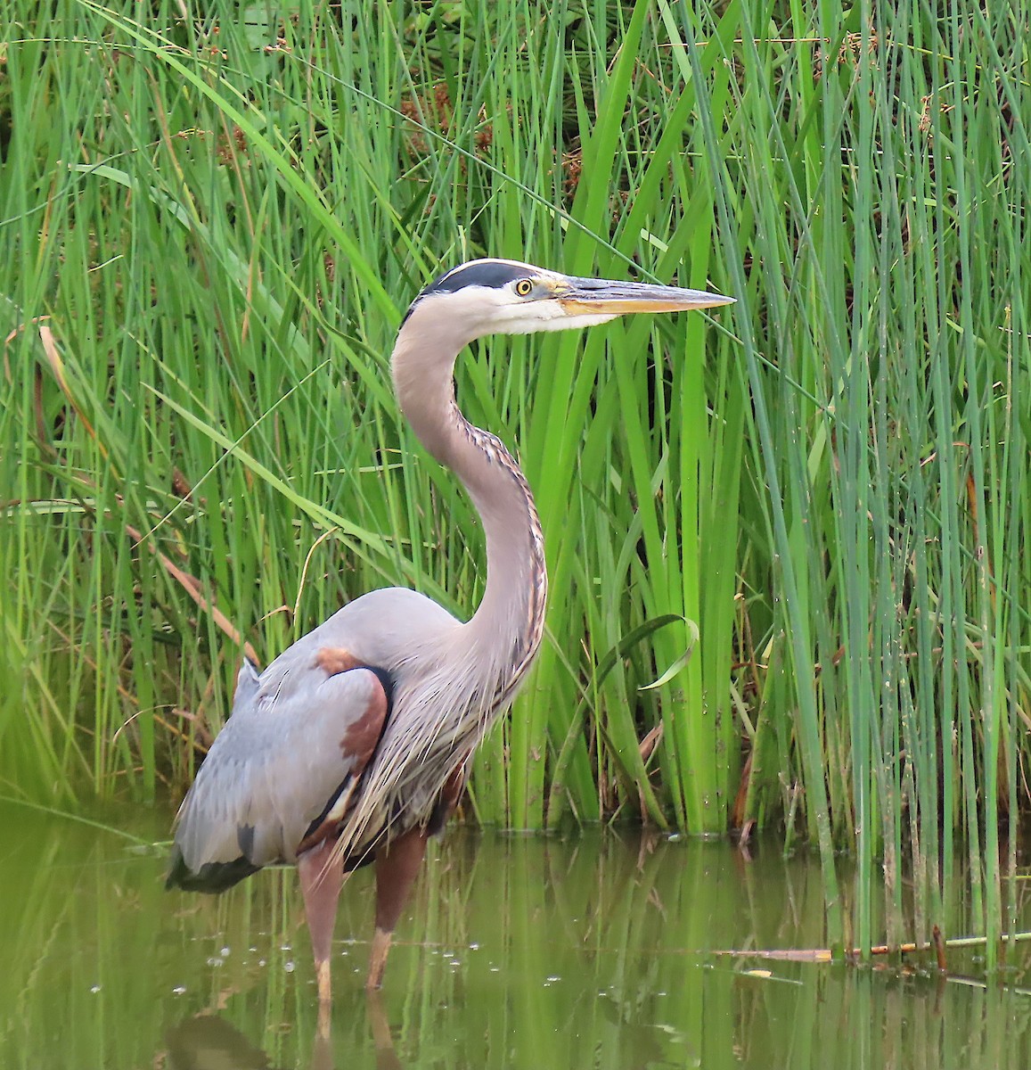 Great Blue Heron - ML164912901