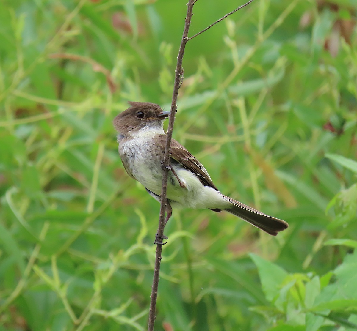 Eastern Phoebe - ML164912981