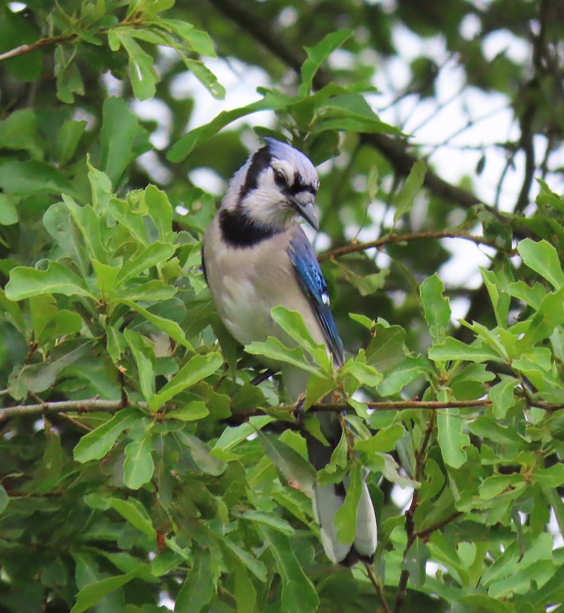 Blue Jay - ML164913101