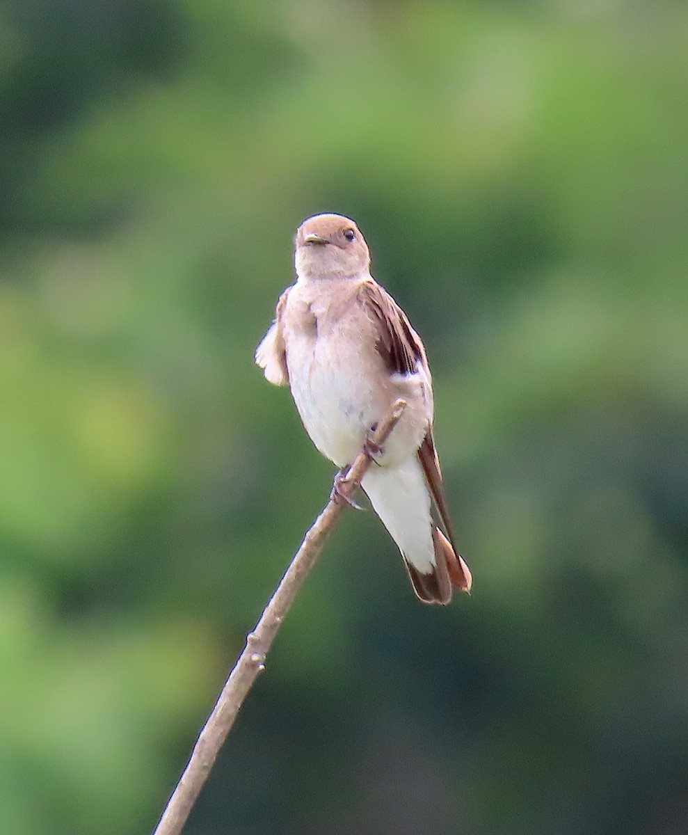 Northern Rough-winged Swallow - ML164913111
