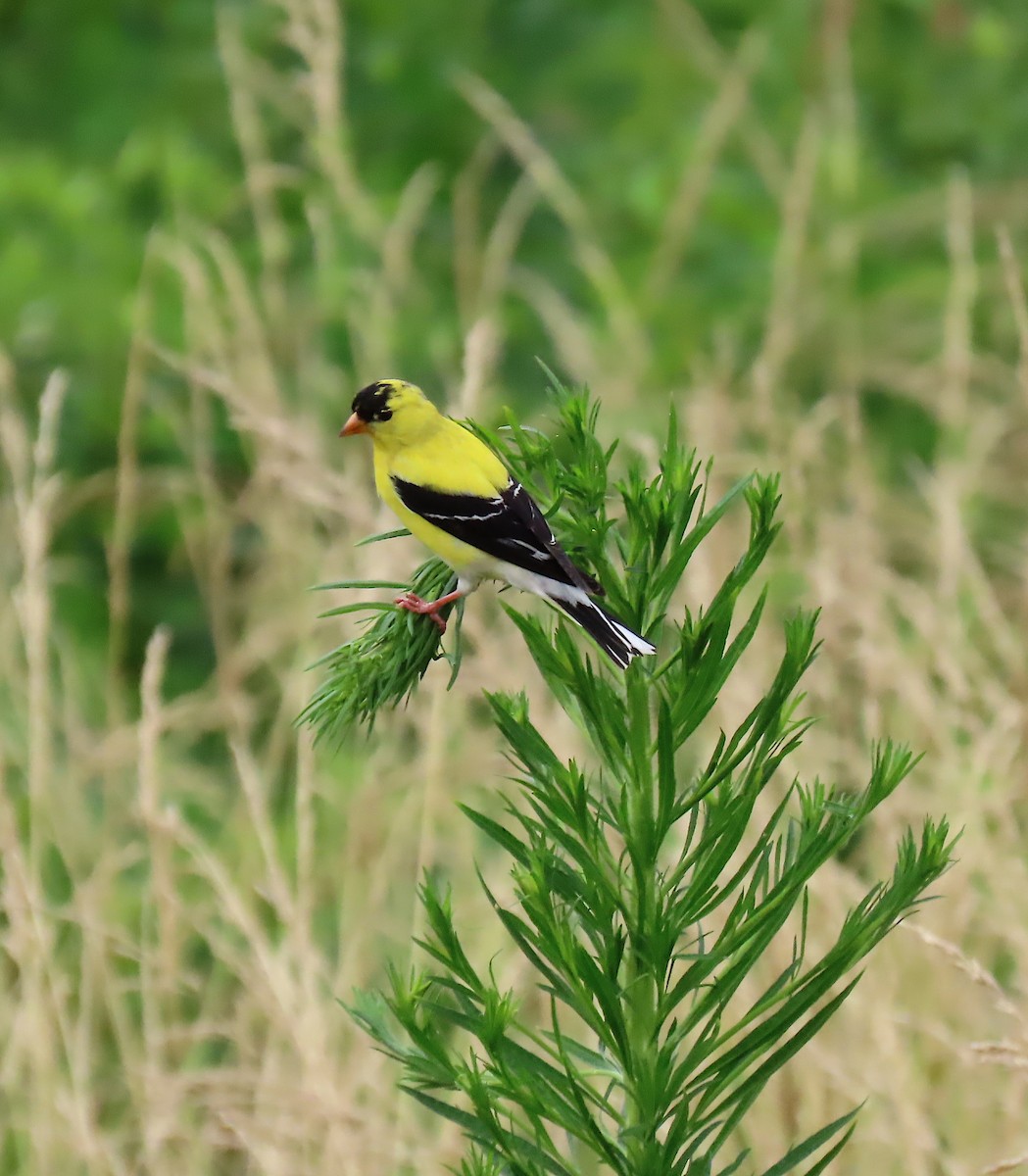 American Goldfinch - ML164913191