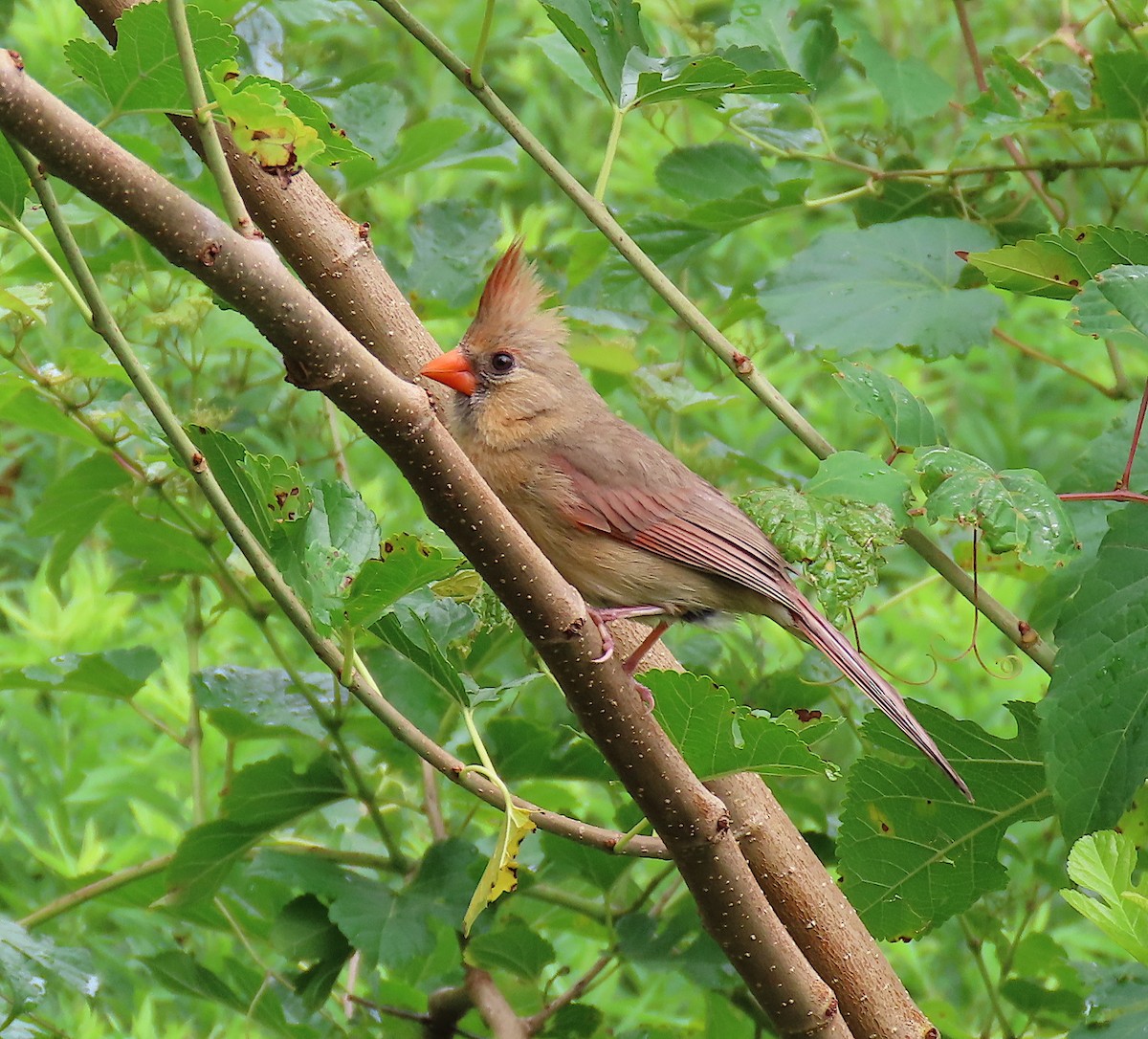 Northern Cardinal - ML164913571