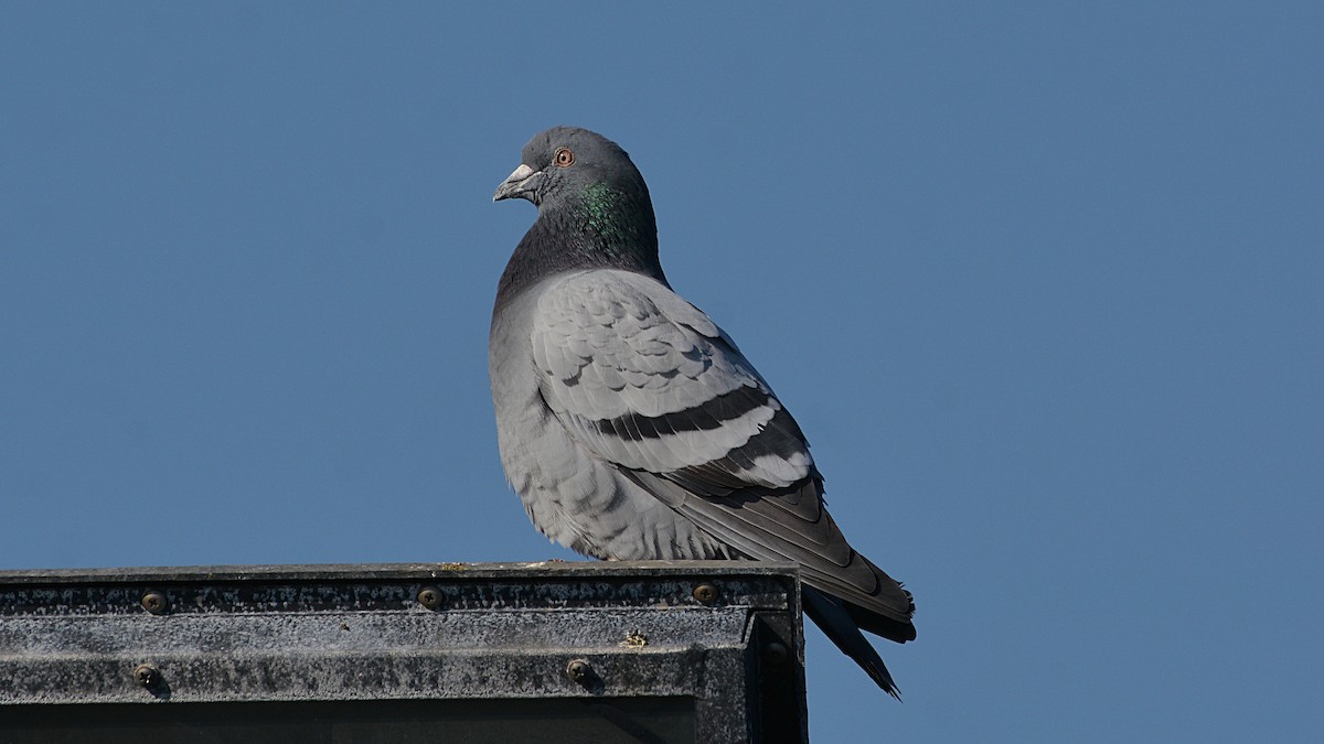 Сизый голубь (Одомашненного типа) - ML164913871
