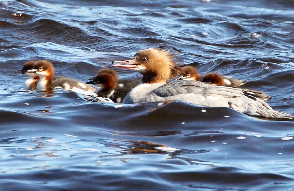 Common Merganser - ML164914691