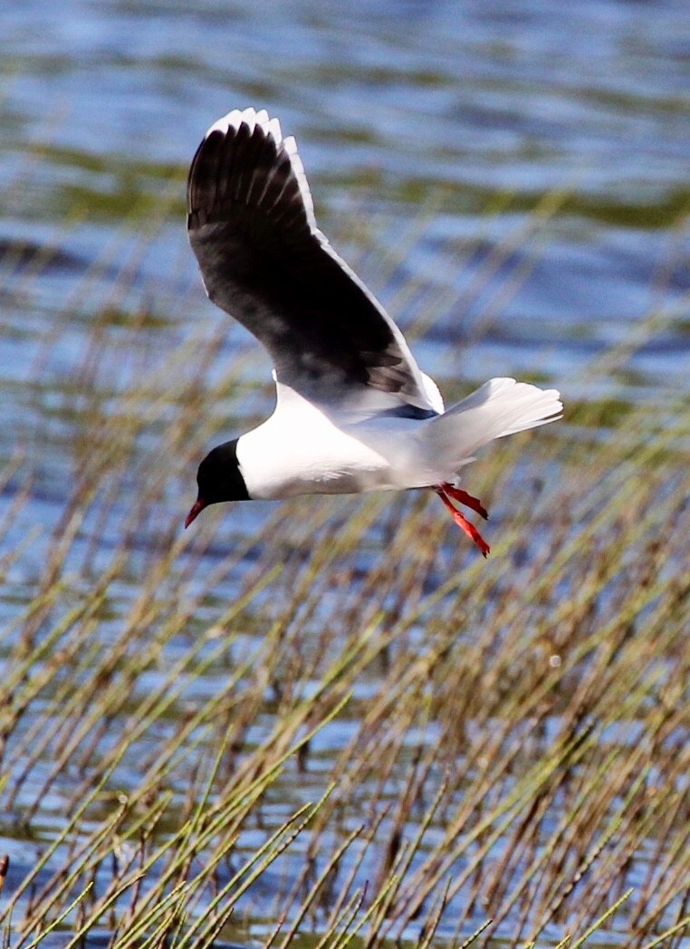 Little Gull - Marie Stridh