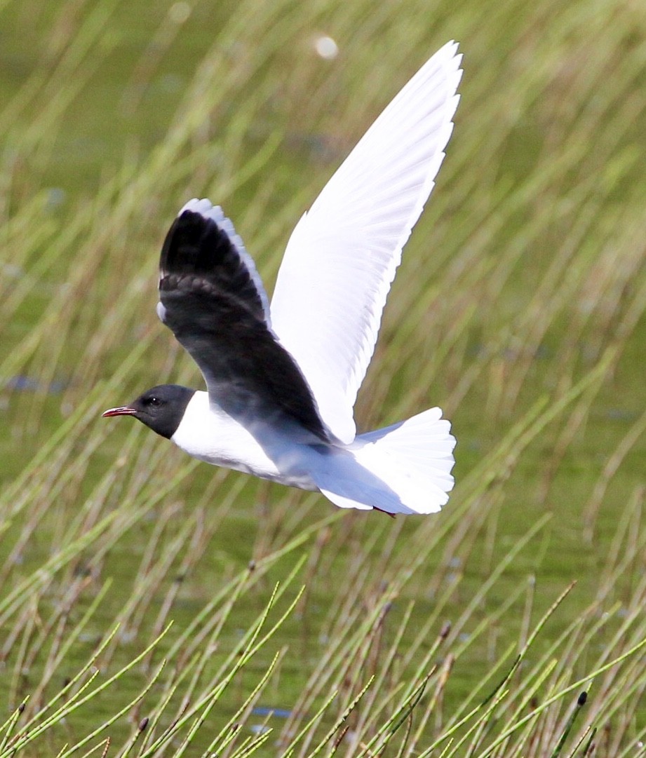 Mouette pygmée - ML164914991