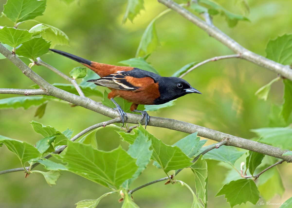 Turpial Castaño - ML164915201