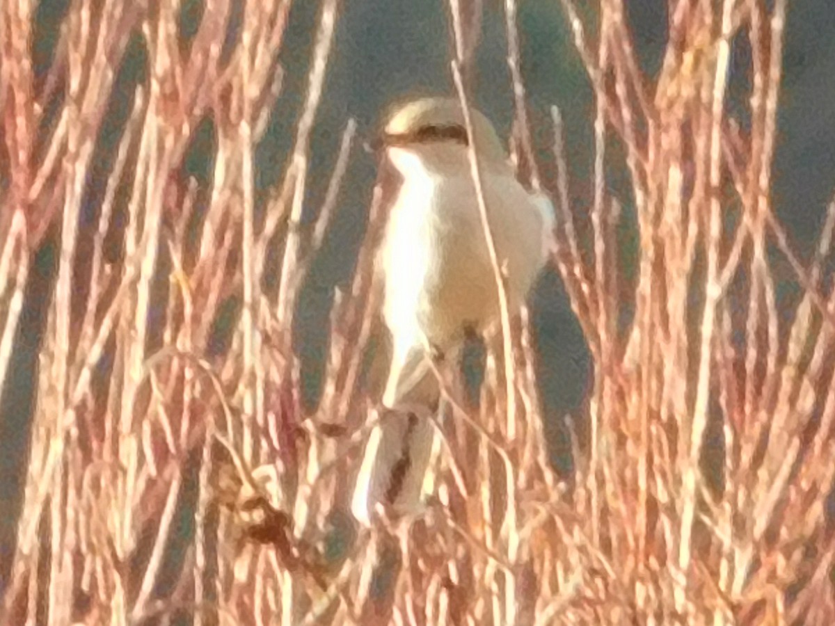 Northern Shrike - Ezekiel Dobson