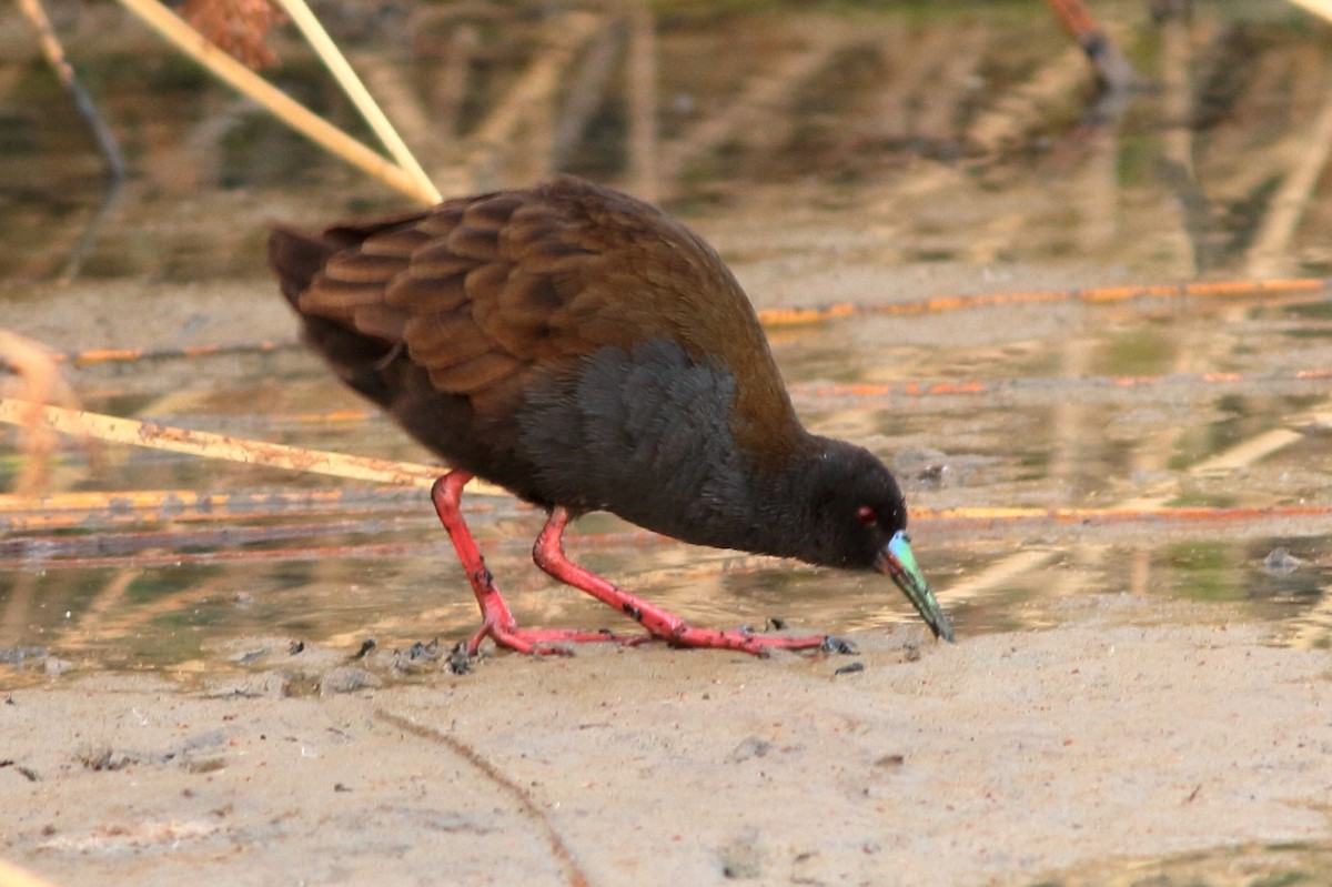 Plumbeous Rail - ML164917241