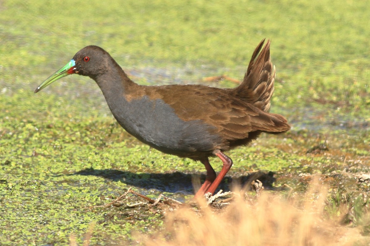 Plumbeous Rail - ML164917681