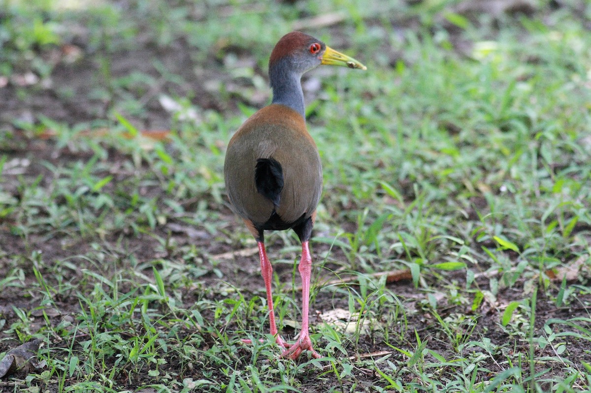 Russet-naped Wood-Rail - ML164918601