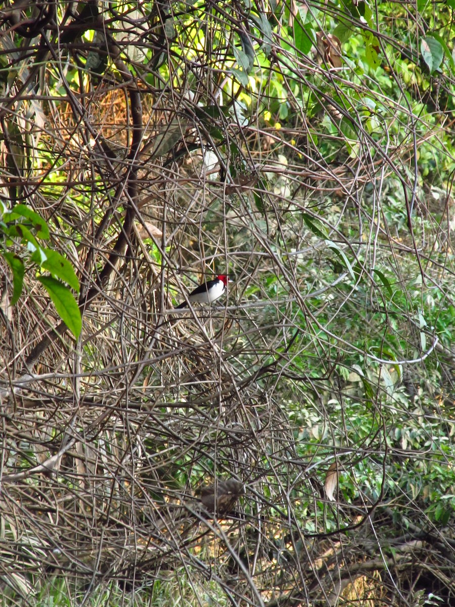 Red-capped Cardinal - ML164919171