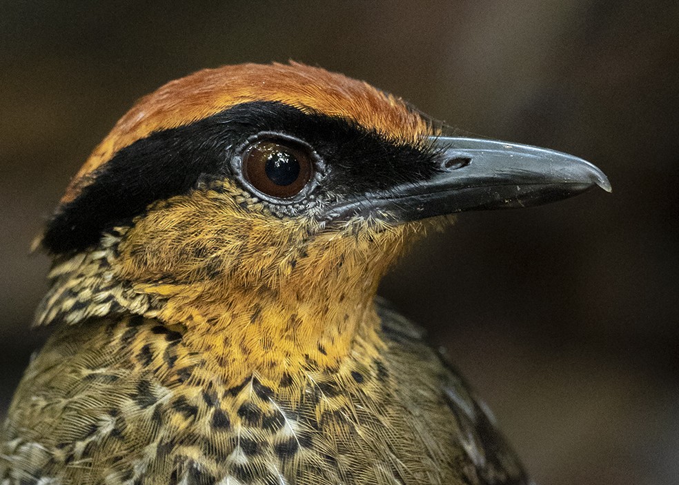 Rufous-crowned Antpitta - Andres Vasquez Noboa