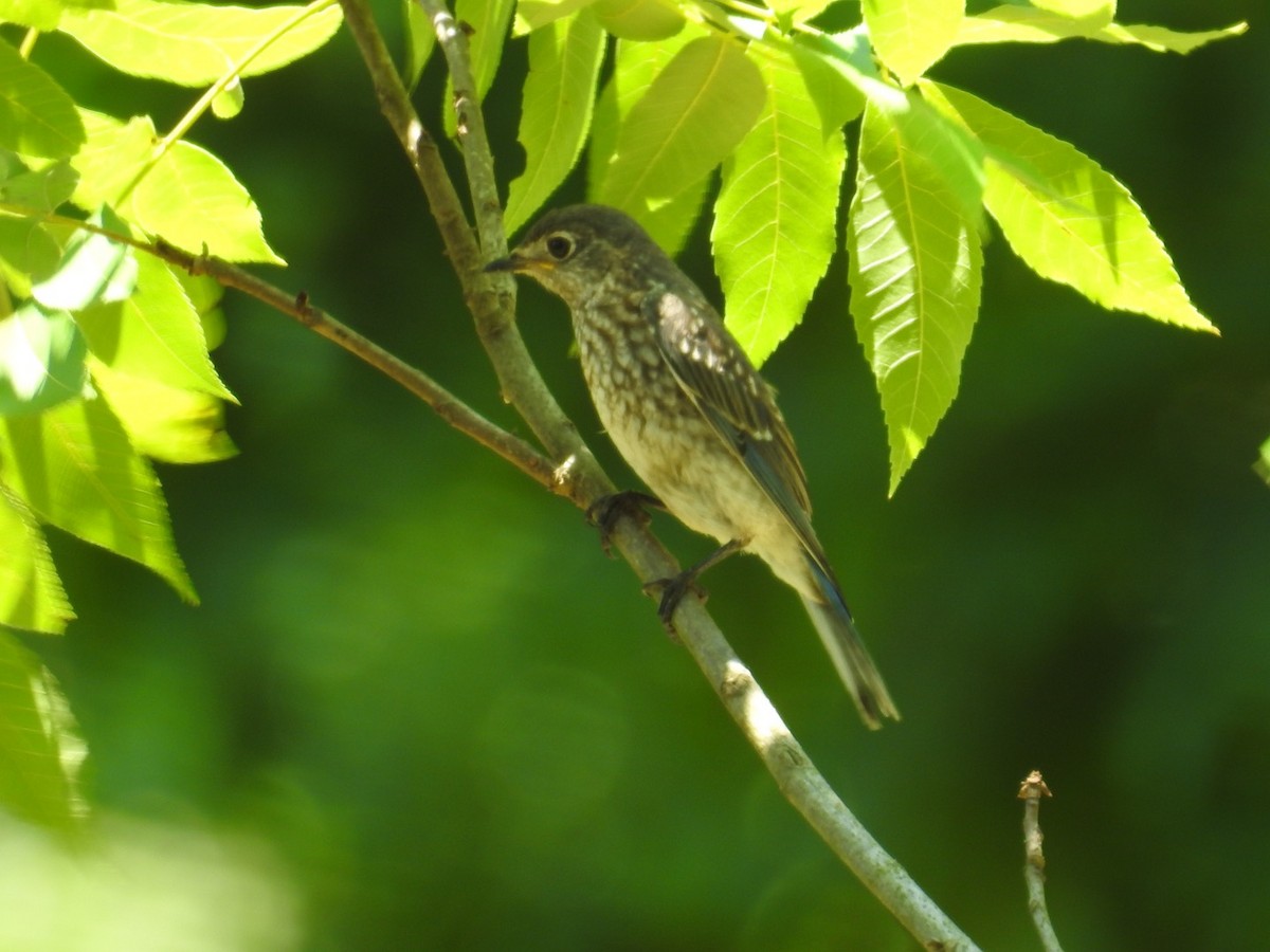 Eastern Bluebird - ML164920341